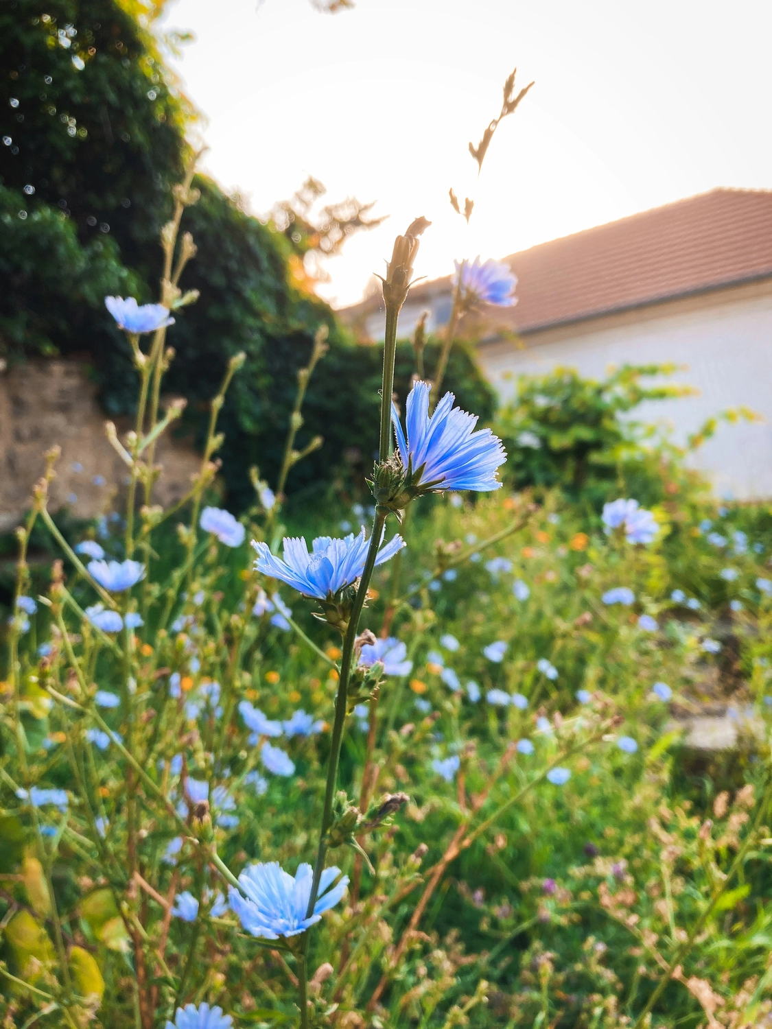 Münsinger Gärten — Gartenpflege Münsing — Regelmäßige Gartenpflege